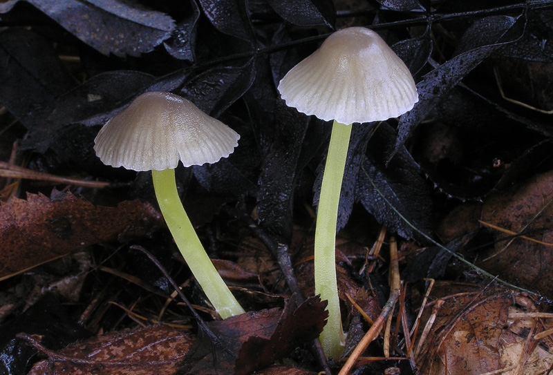 Mycena epipterygia